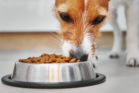 Schonkost für Hunde: Sanfte Hilfe bei Durchfall und Magenproblemen,ALPHAZOO