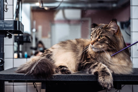 Schuppen bei Katzen: Ein Problem mit vielen Ursachen - ALPHAZOO