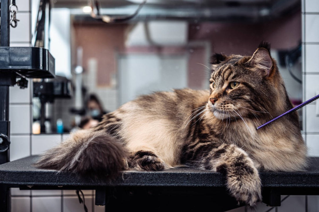 Katze liegt auf dem Friseurtisch - was tun bei Schuppen: Ursachen, Symptome, Behandlung
