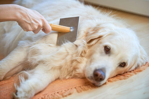 Hund wird gebürstet - Tipps gegen Schuppen bei Hund