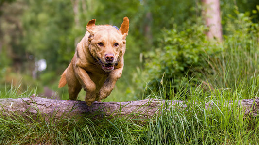 Pubertät bei Hunden - Rebellion der Junghunde
