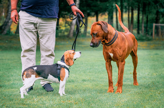Die Körpersprache Deines Hundes verstehen: Ein alphazoo Leitfaden