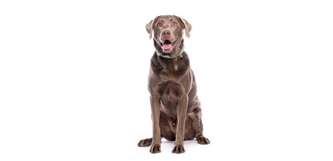 Silberner Labrador: Ein faszinierender Hund mit Schattenseiten - ALPHAZOO