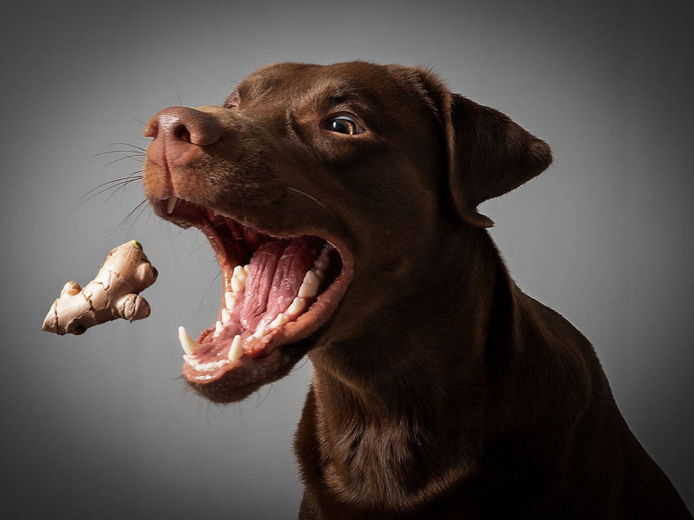 Hund fängt Ingwer in der Luft - dürfen Hunde Ingwer essen?
