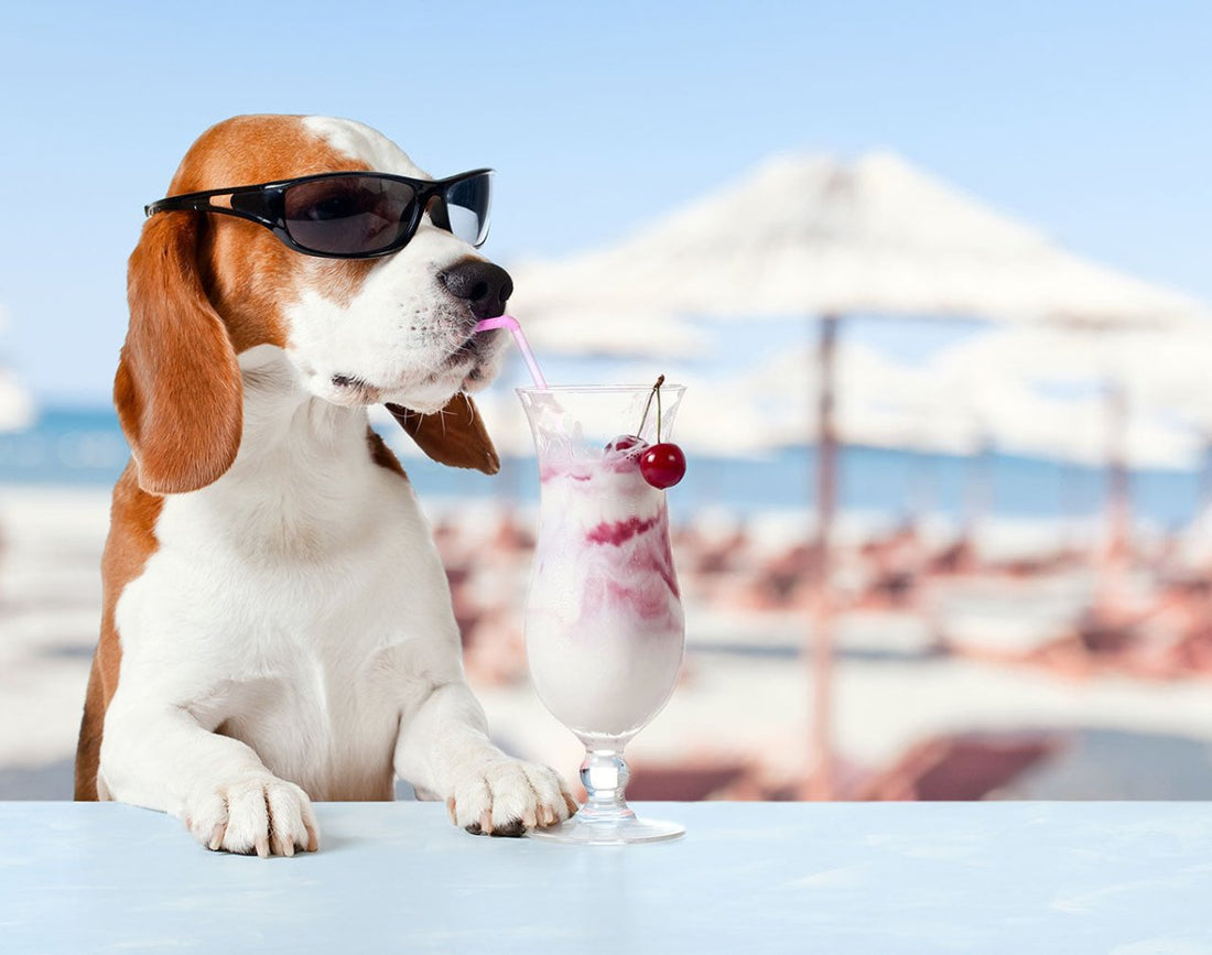Sollten Hunde Milch trinken? - ALPHAZOO