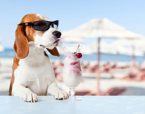 Hund mit Sonnenbrille trinkt Milchcocktail am Pool - Dürfen Hunde Milch trinken?