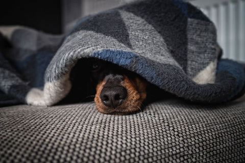 Stress & Angst beim Hund erkennen