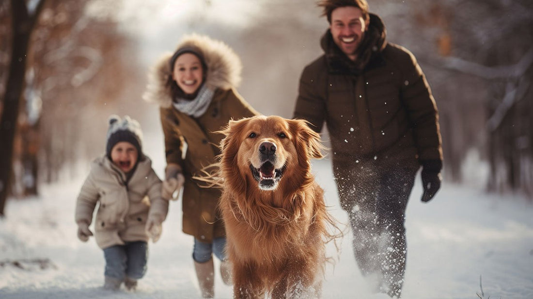 Hund spielt im Schnee mit Familie – Streusalz Gefahr für Hundepfoten im Winter