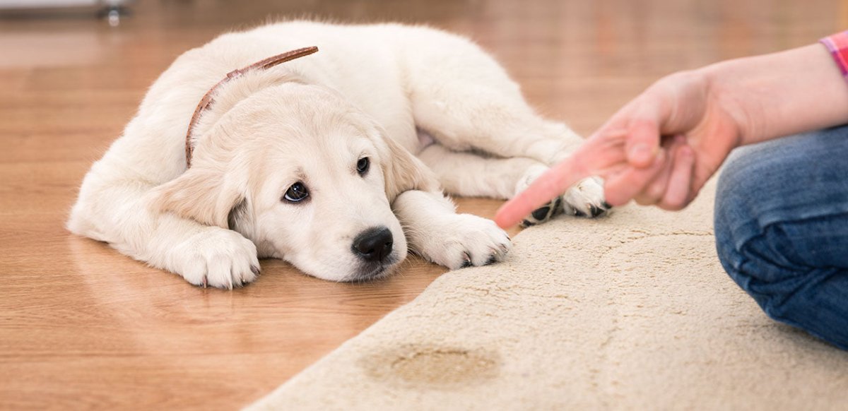 Hund macht Pfütze auf Teppich – Mensch schimpft über Unsauberkeit beim Hund - Welpen stubenrein bekommen