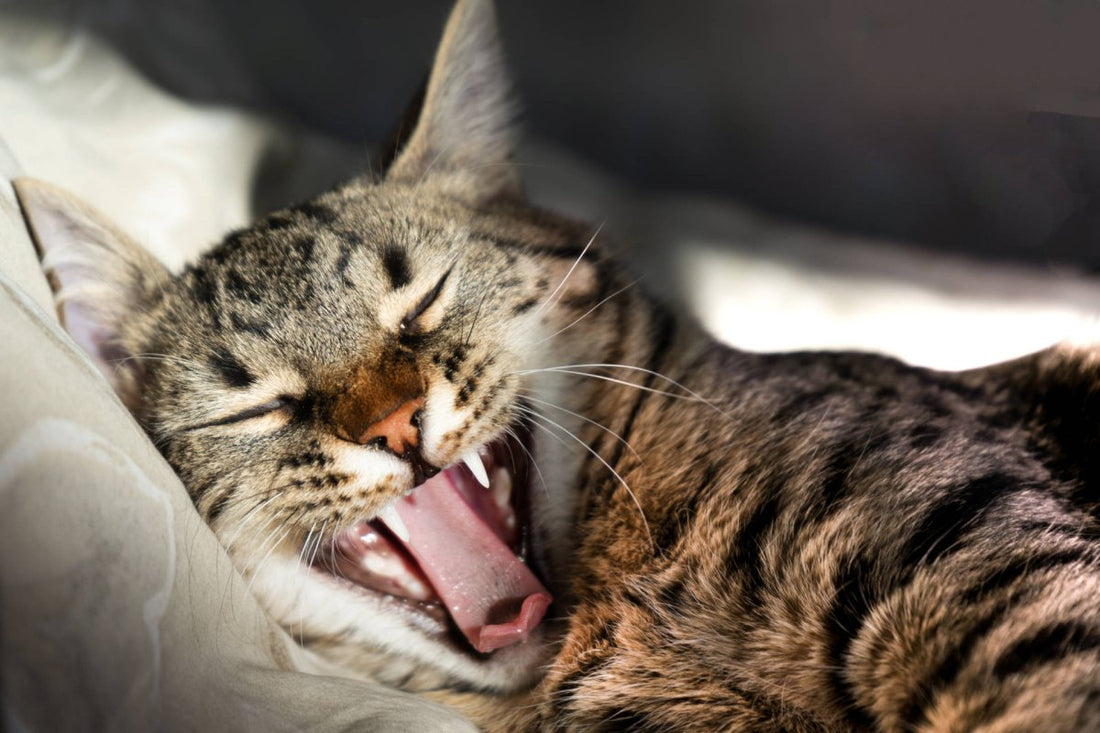 Tollwut bei der Katze – Warum die Tollwutimpfung so wichtig ist - ALPHAZOO