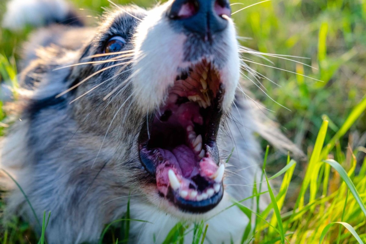 Hund mit offenem Mund - Tollwut beim Hund: Symptome, Schutz und die Bedeutung der Tollwutimpfung