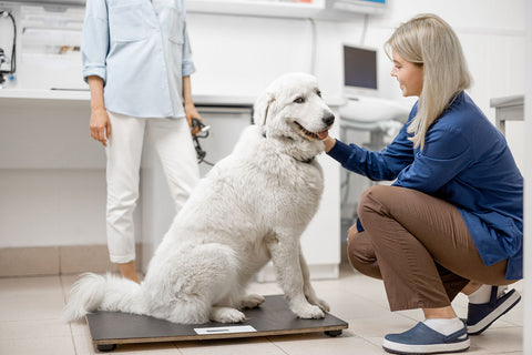 Übergewicht bei Hund und Katze: Ursachen, Gefahren und Tipps zum Abnehmen,ALPHAZOO