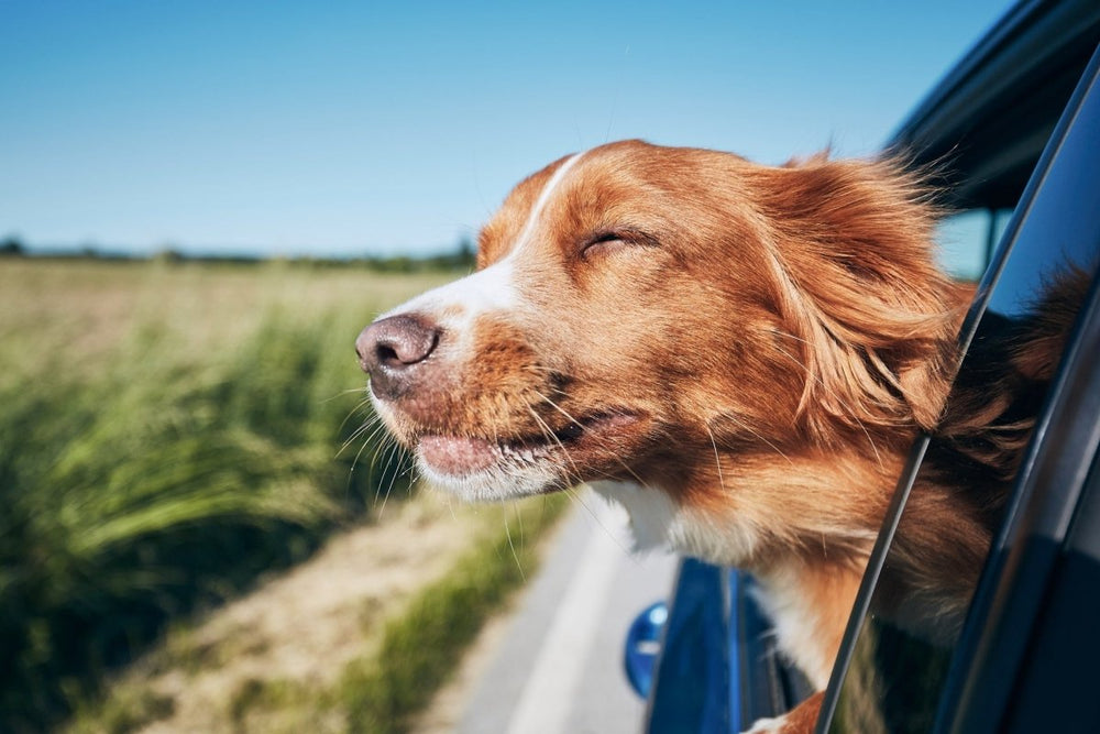 Hund schaut stressfrei aus dem Autofenster - Verreisen mit Hund und Katze