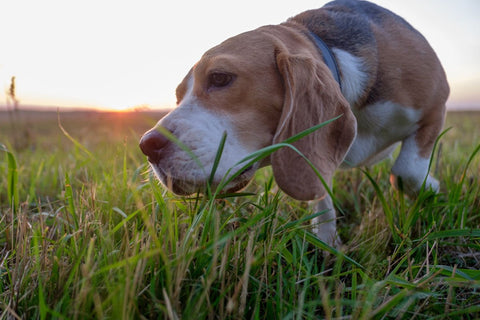 Hund auf dem Feld - Warum frisst mein Hund Gras
