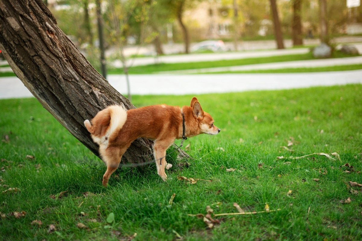 Warum scharren Hunde nach dem Pinkeln? Bedeutung erklärt – ALPHAZOO