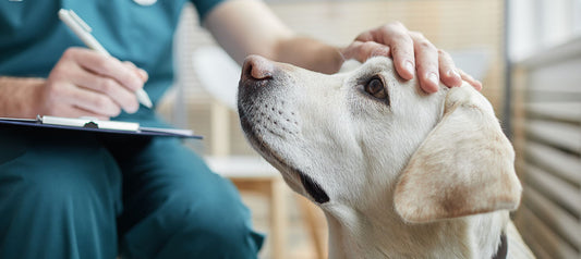 Staupe beim Hund – Die virale Infektionskrankheit