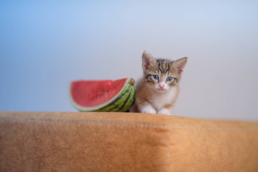 Kitten sitzt neben Wassermelone - erfrischender Snack für Katzen oder besser verzichten?