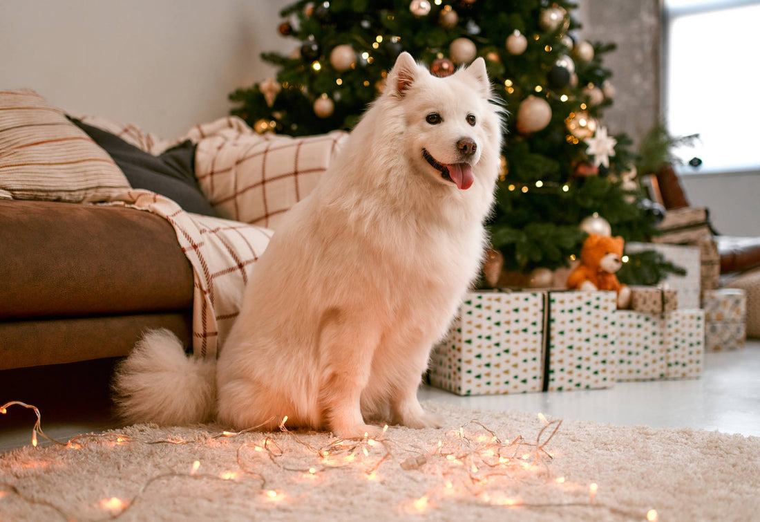 Weihnachten mit Hunden: Ein Fest für die ganze Familie