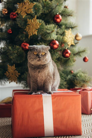 Katze sitzt auf Weihnachtsgeschenk. Weihnachtsbaum und Deko katzensicher machen. Stress während der Feiertage reduzieren.
