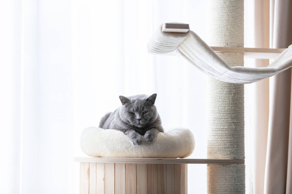 Welcher Kratzbaum für Katzen? So findest du das perfekte Modell für deine Samtpfote - ALPHAZOO