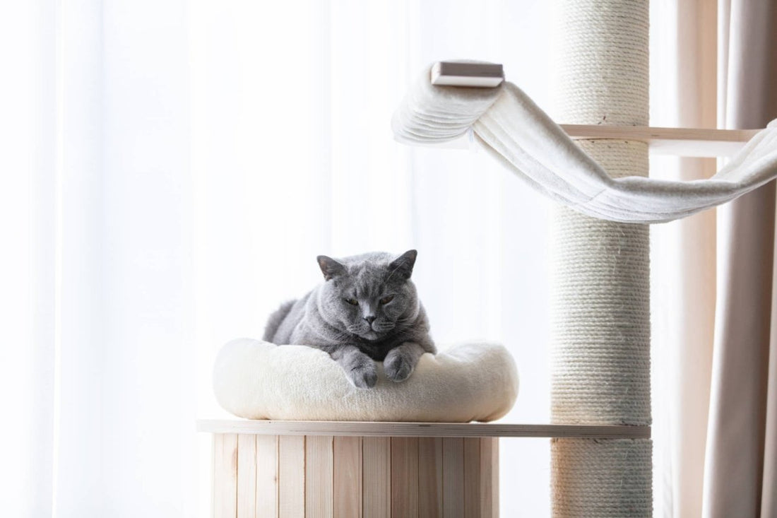 Welcher Kratzbaum für Katzen? So findest du das perfekte Modell für deine Samtpfote - ALPHAZOO