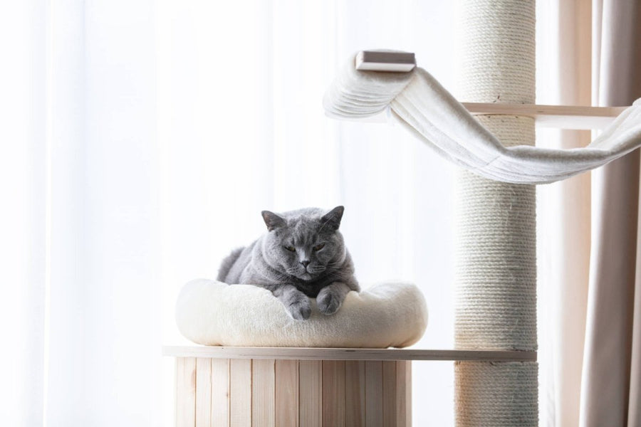 Welcher Kratzbaum für Katzen? So findest du das perfekte Modell für deine Samtpfote - ALPHAZOO
