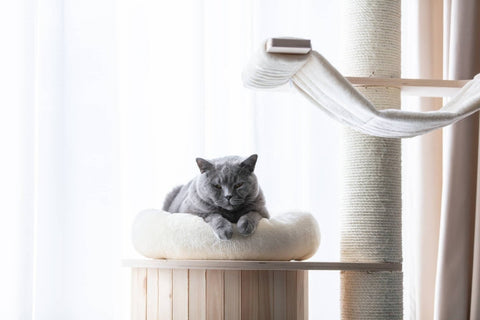 Welcher Kratzbaum für Katzen? So findest du das perfekte Modell für deine Samtpfote - ALPHAZOO