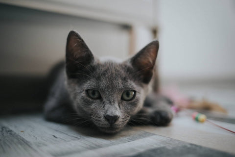 Wenn die Katzentoilette zum Problem wird: Was tun bei Durchfall bei deiner Katze? - ALPHAZOO