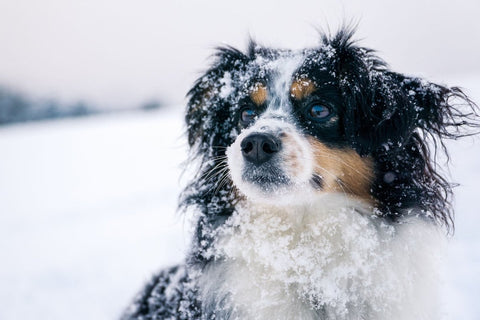 Hund draußen im Schnee - Tipps zur Hundepflege in der Winterzeit
