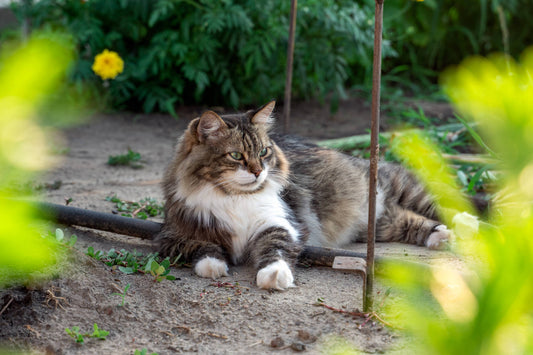 Würmer bei Katzen: Die unsichtbare Gefahr unter dem Fell