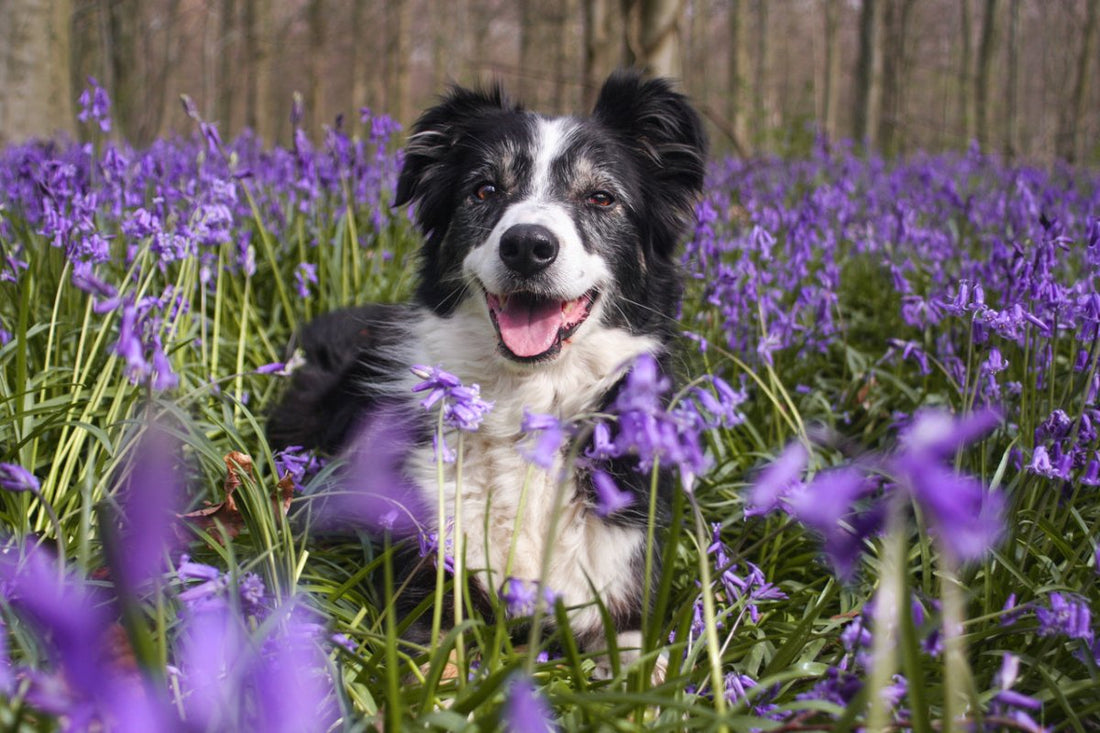 Würmer bei Hunden: Symptome, Behandlung und Vorbeugung - ALPHAZOO
