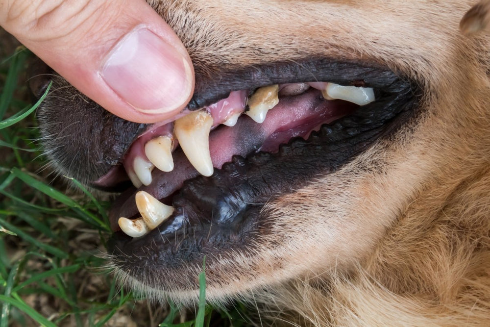 Hund Zähne