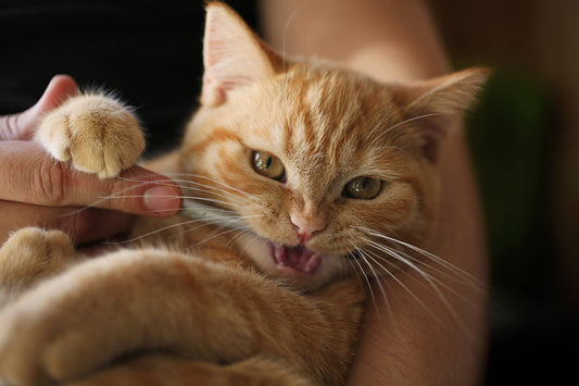 Zahnpflege bei Katzen: Weil gesunde Zähne nicht nur hübsch aussehen