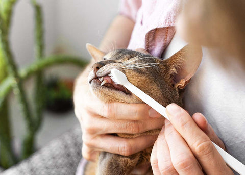 Der Katze werden die Zähne gebürstet - Zahnstein bei Katzen: So hältst du die Zähne deiner Samtpfote gesund