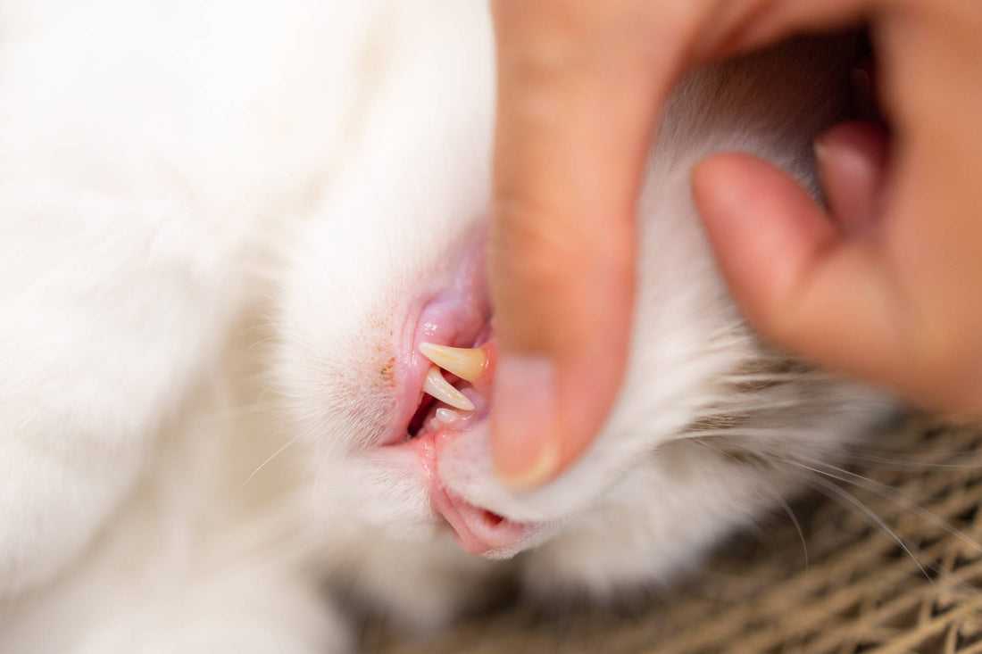 Zahnstein bei Katzen: So hältst du die Zähne deiner Samtpfote gesund