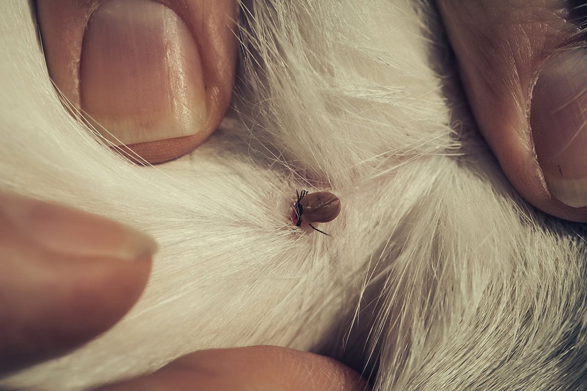 Zecke auf dem Bauch von Hund - Krankheiten nach Zeckenbiss