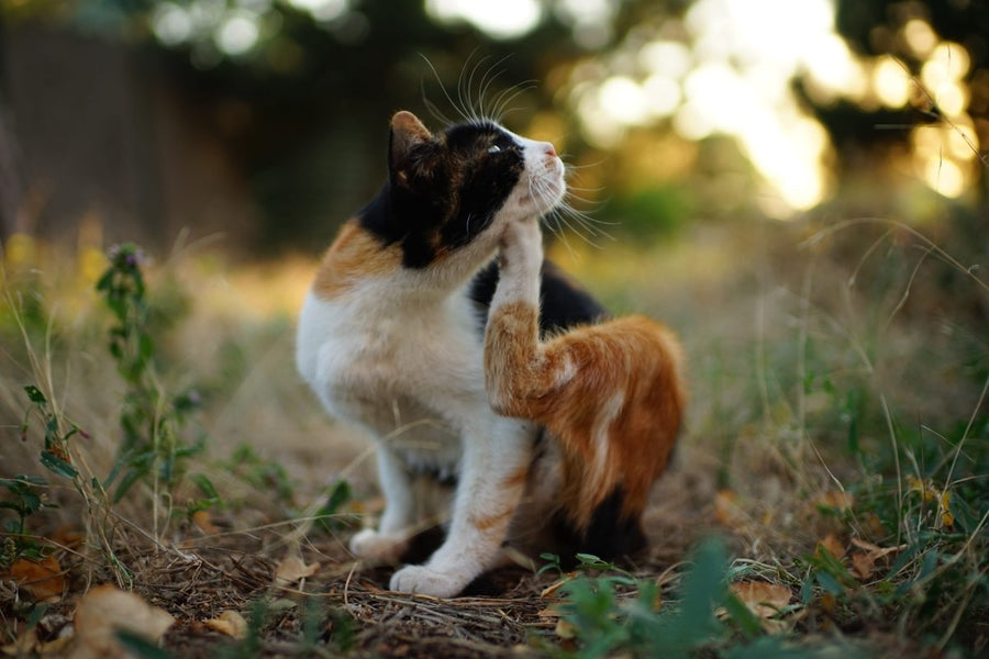 Katze im Gras. Natürlicher Zeckenschutz, Anti Zecken Mittel