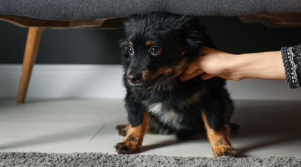 Ängstlicher Hund unter Sessel - Zittern beim Hund – Harmlos oder gefährlich? ALPHAZOO