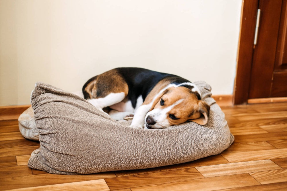 Hund liegt krank auf dem Kissen - Zwingerhusten beim Hund: Symptome, Behandlung und Tipps