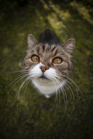 Für Deine Katzen-Senioren