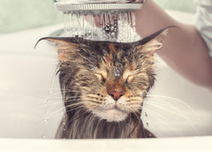 Bathing fun & cat shampoo