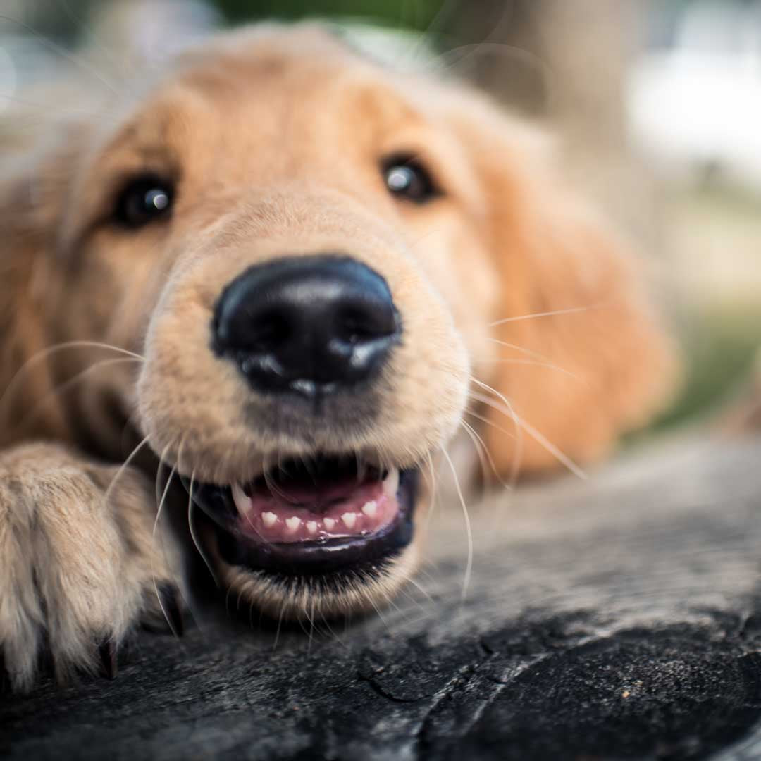 Golden Retriever