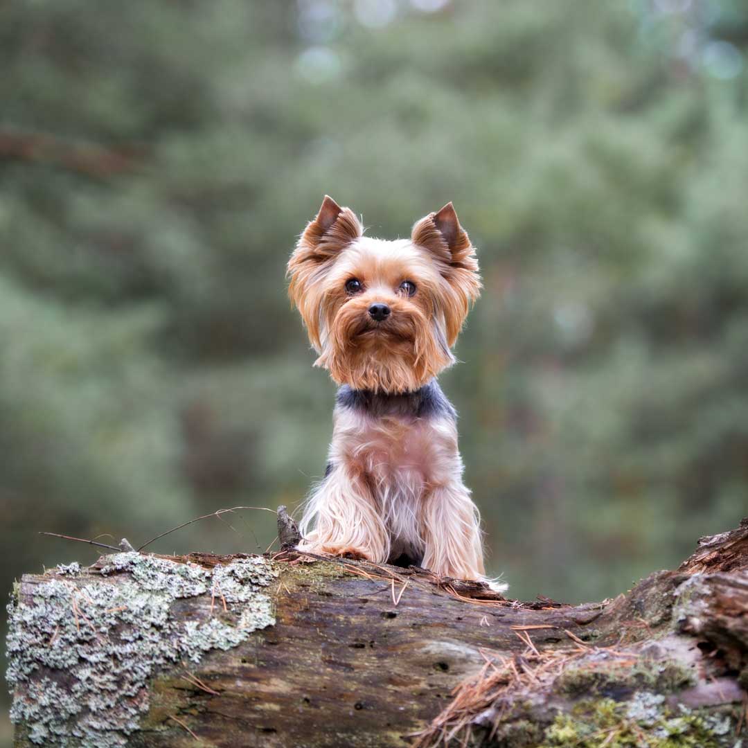 Yorkshire Terrier