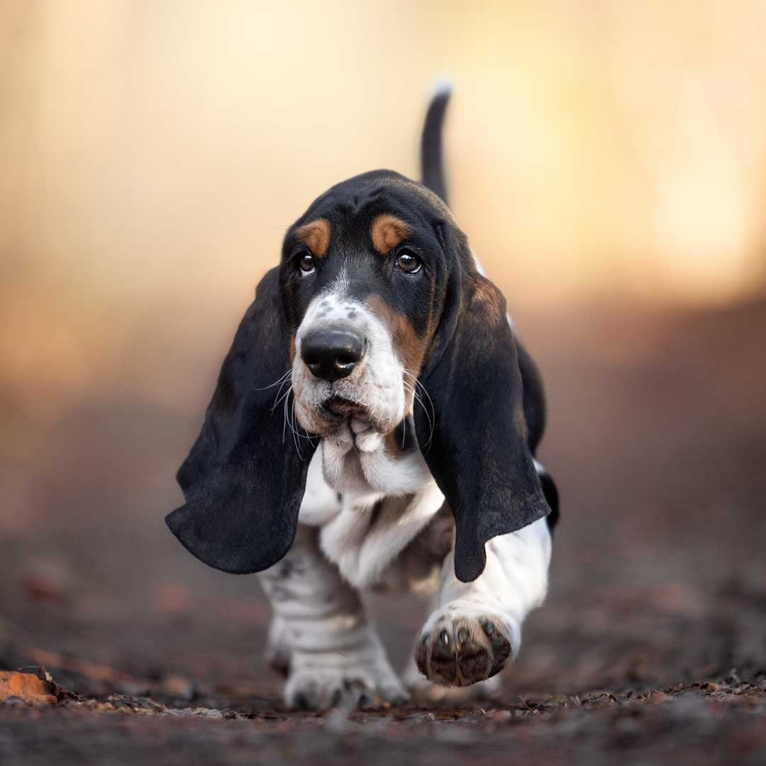 Basset Hound
