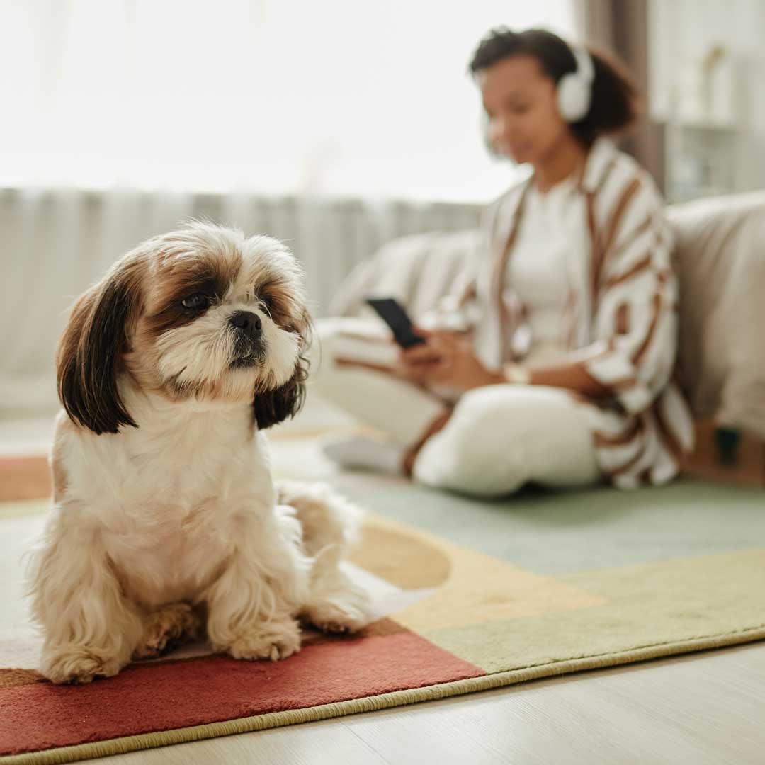 Shih Tzu
