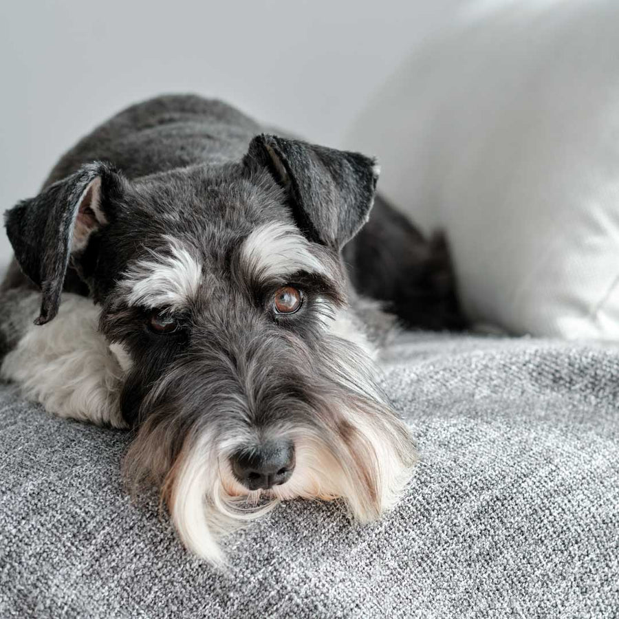 Schnauzer
