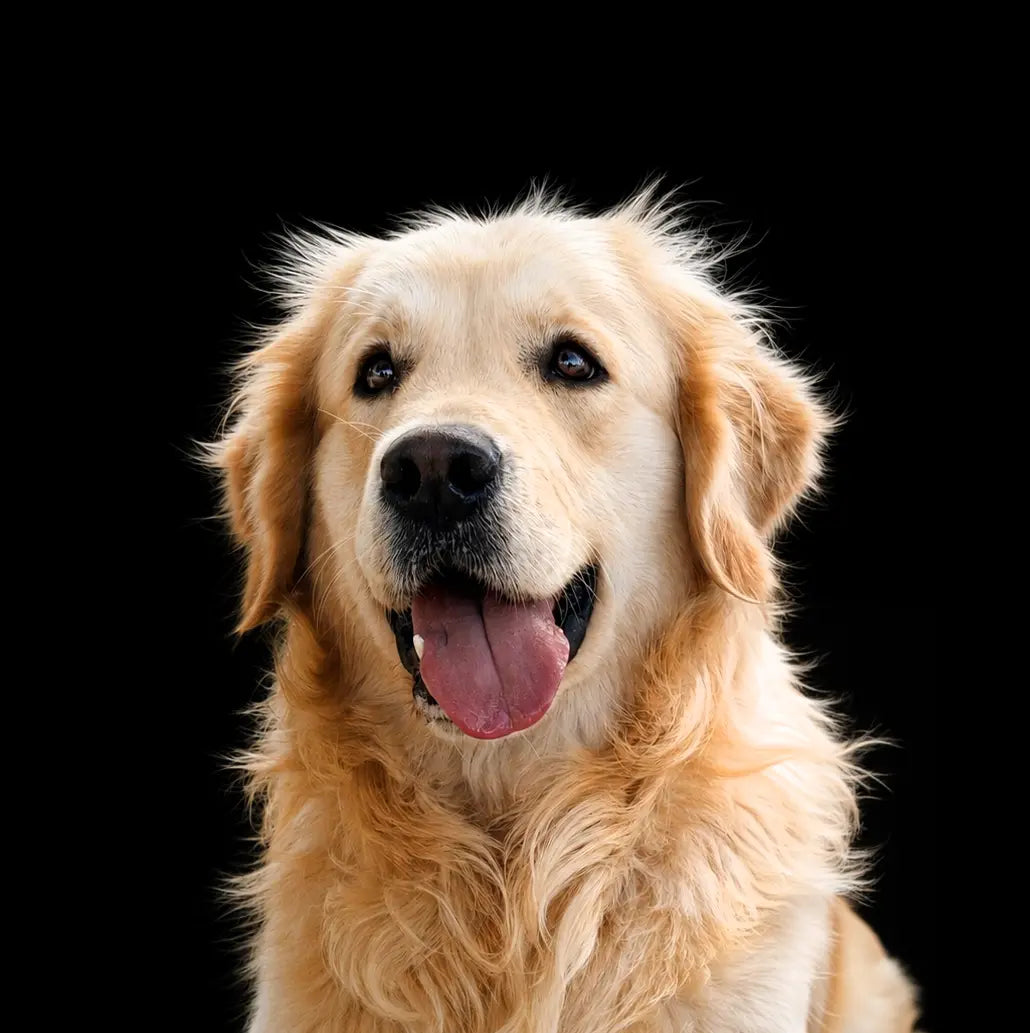 🐶🐱 Gutscheine für Tierfreunde – Tierliebe schenken | alphazoo