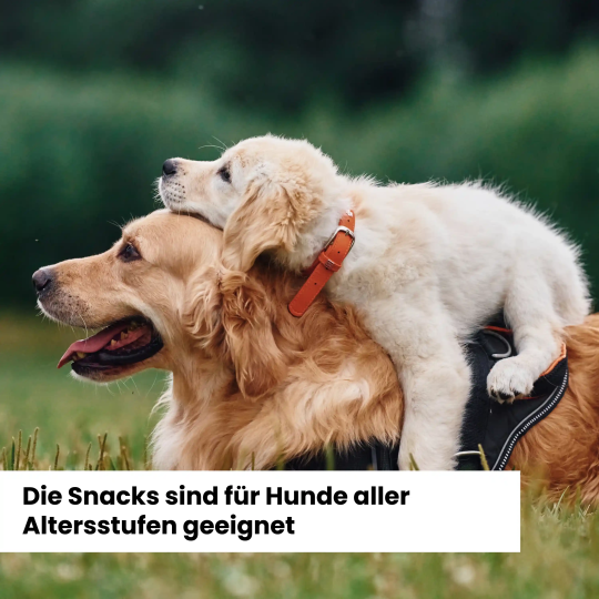 Alphazoo Adventskalender 2025 für Hunde