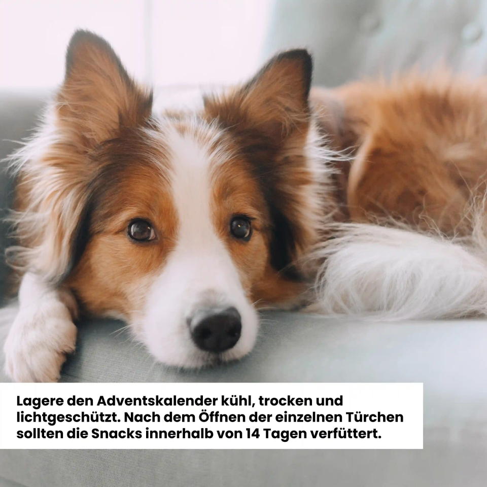 Alphazoo Adventskalender 2025 für Hunde