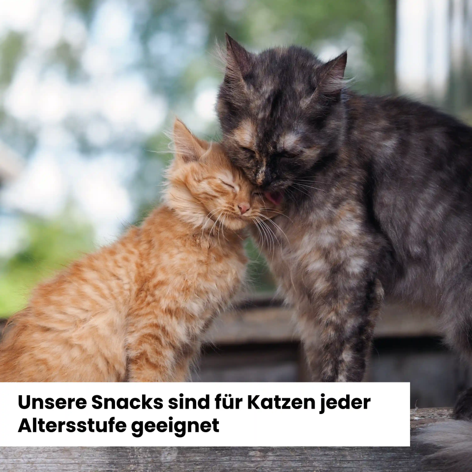Alphazoo Adventskalender 2025 für Katzen